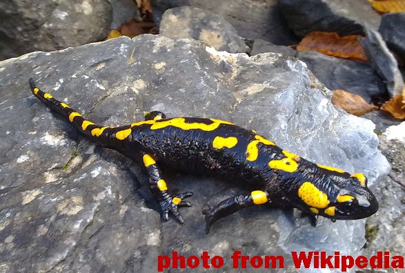 Salamander pic courtesy Wikipedia.org